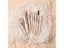 8 Piece Professional Makeup Brush Kit For Eye Shadow Foundation Etc. Carousel 2