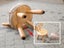 Kids Wooden Chair Footstool Stool - Goat Design Carousel 4