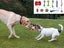 PTN NEW Dog Chew Toy Sale Sale Carousel 4