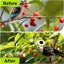Anti Bird Netting 5X10m Mesh Net Commercial Fruit Tree Pond Protect Cover Carousel 4