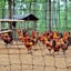 5X20m Black Anti Bird Netting Pest Net Commercial Fruit Tree Pond Plant Mesh Carousel 3