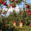 5X20m Black Anti Bird Netting Pest Net Commercial Fruit Tree Pond Plant Mesh Carousel 4