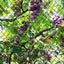 Bird Netting Net Anti Pest Commercial Fruit Trees Plant 5X30m Mesh Black Carousel 5