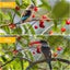 Bird Netting Net Anti Pest Commercial Fruit Trees Plant 5X30m Mesh Black Carousel 6