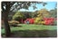 "THE AZALEA GARDEN BOTANIC GARDENS, DUNEDIN, N.Z. " VINTAGE POSTCARD Carousel 1