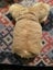 Old souvenir Australian KOALA from KOALA PARK WEST PENNANT HILL SYDNEY! Carousel 5