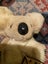 Old souvenir Australian KOALA from KOALA PARK WEST PENNANT HILL SYDNEY! Carousel 4
