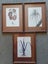 3 x vintage NZ native plant prints from Tasman Gallery (Chch) Carousel 1