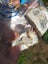Australian opal gem lot rough bulk Carousel 5