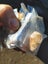 Australian opal gem lot rough bulk Carousel 9