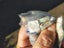 Australian opal gem lot rough bulk Carousel 11