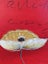 Beautiful Shabby Chic Poppy Canvas Painting Carousel 2