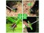Weed Puller Remover Tool Weeder NZ Clearance Carousel 4