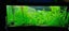 Ambulia Limnophila sessiliflora Aquarium tropical plants for fish tank Carousel 6