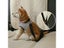 Dog Car Seat Belts Nylon Breakaway For Pets Outdoor Car Accessories Carousel 6