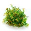 Plastic Artificial Shrubs Artificial Plant Flower Greenery For House Outd CHK29M Carousel 5