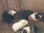 GUINEA PIG BABIES Carousel 1