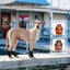 Waterproof Dog Boots Durable Anti Slip Pet Shoes with Reflective Straps Carousel 7