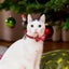 Christmas Cat Collar Breakaway Kitten Collar With Bell Adjustable Snowfla CHK29M Carousel 9