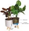 Self Watering planters Pot with Stand And Water Level Indicator NEW Carousel 3