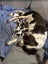 English Springer Spaniel Registered Stud Dog Carousel 9