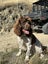 English Springer Spaniel Registered Stud Dog Carousel 1