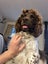 English Springer Spaniel Registered Stud Dog Carousel 10