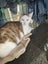 LONELY MIAOW CAT - TILLY Carousel 1