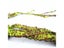 Reptile Landscaping Vine Fake Branches Rainforest Foam Rattan Terrarium Decor Carousel 4