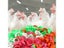 50/100PCS Adjustable Chichken Bird Leg Rings Numbered Identification Bands Carousel 7