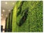 Artificial Hedge Wall Boxwood Spring Growth 3m² Carousel 9