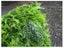 Artificial Green Wall Fern Mixed 1m² Carousel 4