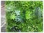 Artificial Green Wall Fern Mixed 1m² Carousel 5