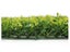 Artificial Hedge Wall Boxwood Spring Growth 3m² Carousel 3