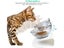 PTN NEW Cat Feeder Bowl Sale - Sale Sale Carousel 6