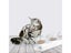 PTN NEW Cat Feeder Bowl Sale - Sale Sale Carousel 7
