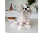 Autumn And Winter Pet Undercoat Clothes Embroidered Bear Waffle Home Vest Dog Carousel 1