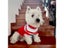 Winter Knitted Dog Jumpers For Small Large Dogs Christmas Clothes For Small Carousel 4
