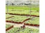 4 Size Garden Nursery Seed Starting Flowerpots Succulent Seedling Tray Carousel 7