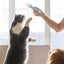 Liquid Dispenser Cat Food Storage Container Cat Food Spoon Liquid Snacks Feedin Carousel 3