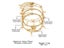 IFKM Vintage Gold Butterfly Anklet Set For Women Adjustable Beach Jewelry Carousel 7