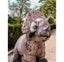 Triceratops Inflatable Costume Adult Jurassic Park Dinosaur Carousel 3