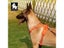 TRUE LOVE Pet Harness No Pull Nylon Reflective Dog Harness Adjustable Carousel 7