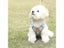 Adjustable Dog Harness No Pull Cute Cat Soft Walking Leash Set Pet Dog Vest Carousel 3