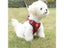 Adjustable Dog Harness No Pull Cute Cat Soft Walking Leash Set Pet Dog Vest Carousel 5