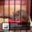 Plushie Dreadfuls Hanging Hamster Bed Hamster Hammock Hamster Warm Bed Ferret P Carousel 3