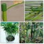 4 Pcs Flower Pots Indoor Plants Trellis Clips Climbing Plant Cage Climbing Plan Carousel 1