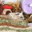 Salle De Bain Sable Pour Hamster m Transparent Baignoire Sable Pour Hamst Carousel 3
