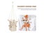 High Quality Baby Hanging Nest Swing Chair Seat Hammock Chair For Infant Carousel 6
