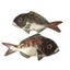 Loading Image 2 of 3